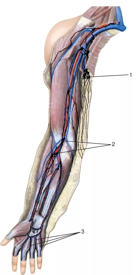 Кубитальная Вена верхней конечности. Подмышечная Вена анатомия. Лимфатические сосуды и узлы верхней конечности анатомия. Локтевые кубитальные лимфоузлы. Лимфоузел на локте