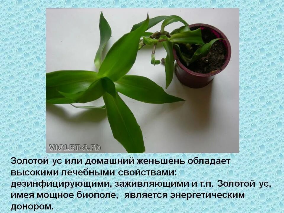 Золотой ус лечебные применение. Каллизия золотой ус. растение каллизия золотой ус. цветок золотой ус традесканция. золотой ус или каллизия душистая.