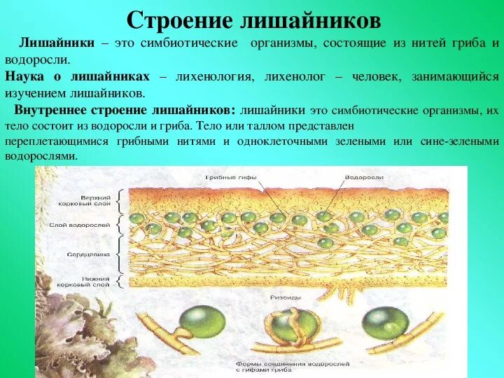 Грибы в лишайниках какие функции. Лишайник это симбиотический организм состоящий из. Клетки водоросли в теле лишайника. Внешнее строение лишайника. Лишайник состоит из гриба и одноклеточной водоросли.