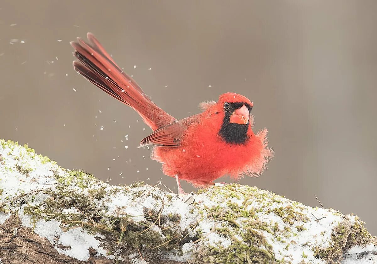 Группа красные птицы. Красный хохлатый Кардинал. Птица красный Северный Кардинал. Кардинал птица стенолаз. Красный Кардинал Воробьинообразные.