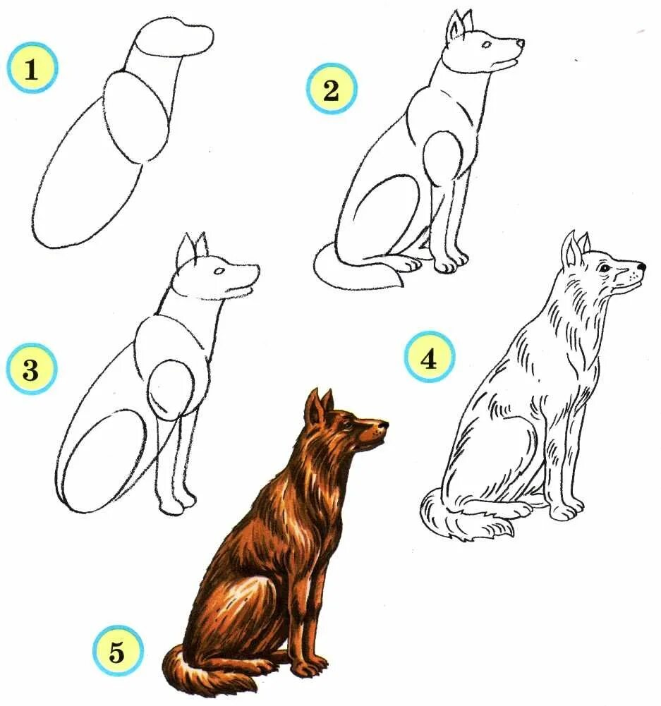 Схемы рисования поэтапно. Рисование животных для детей. Схема рисования животных для детей. Схема рисования собаки. Схема рисования собаки для дошкольников.