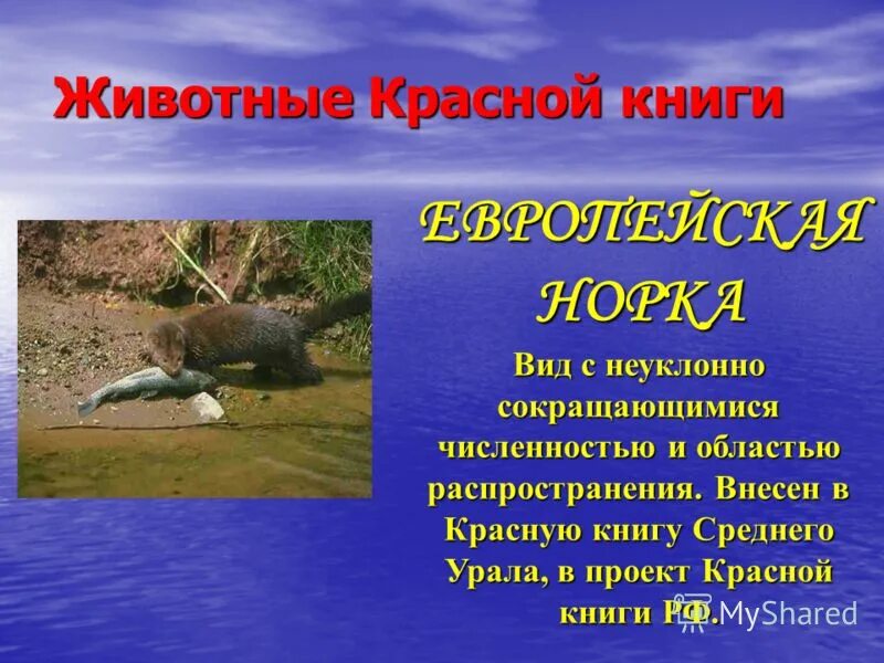 животные красной книги свердловской области. растения и животные занесенные в красную книгу свердловской области. филин красная книга свердловской области. красная книга урала. какие животные занесены в красную книгу урала.