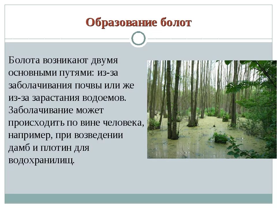 Что является основной причиной образования болот. Процесс образования болота. причины образования болот. образование образование болота. причины формирования болот.