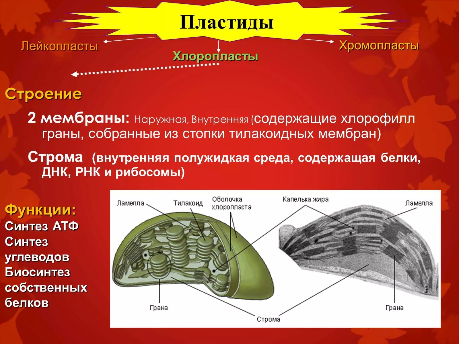 Мембрана хлоропласта строение. Строение хлоропласта лейкопласта и хромопласта. Строение хлоропласта. Пластиды строение. Лейкопласты строение.