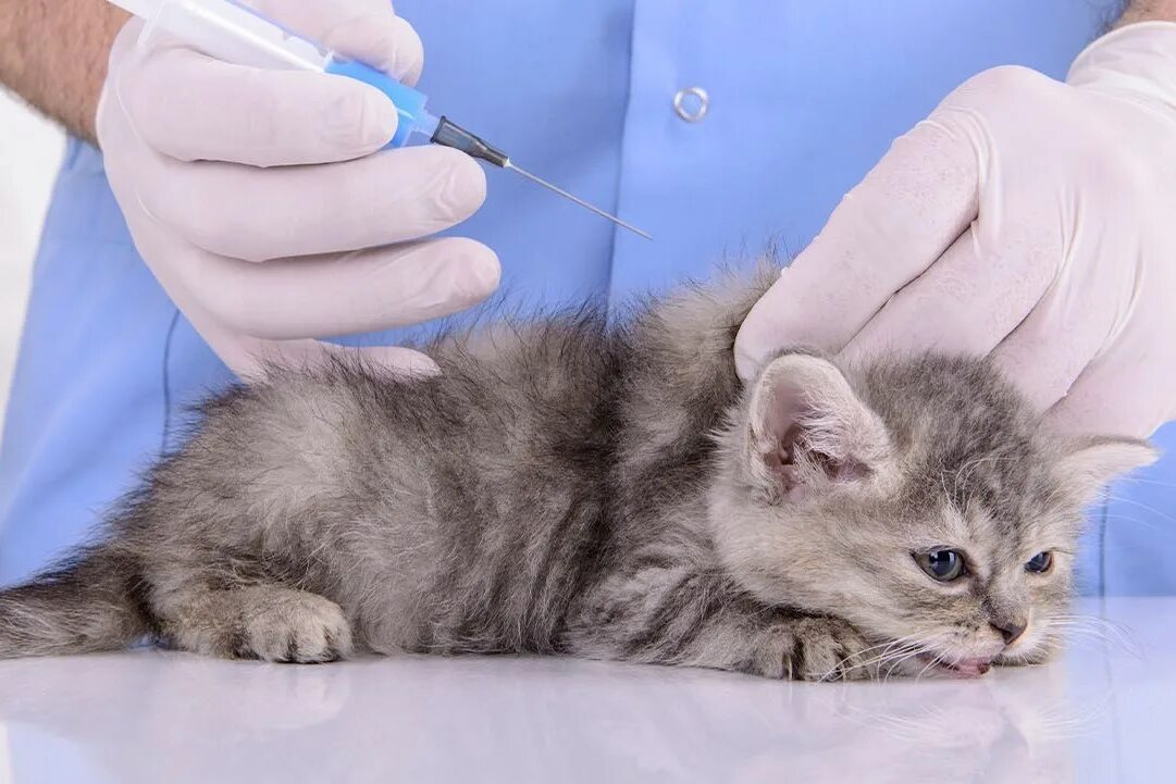 Вакцинация кошек. Прививка коту в холку. Прививка в холку котенку. Вакцинация котенка в 2 месяца. Бесплатные прививки для кошек в москве