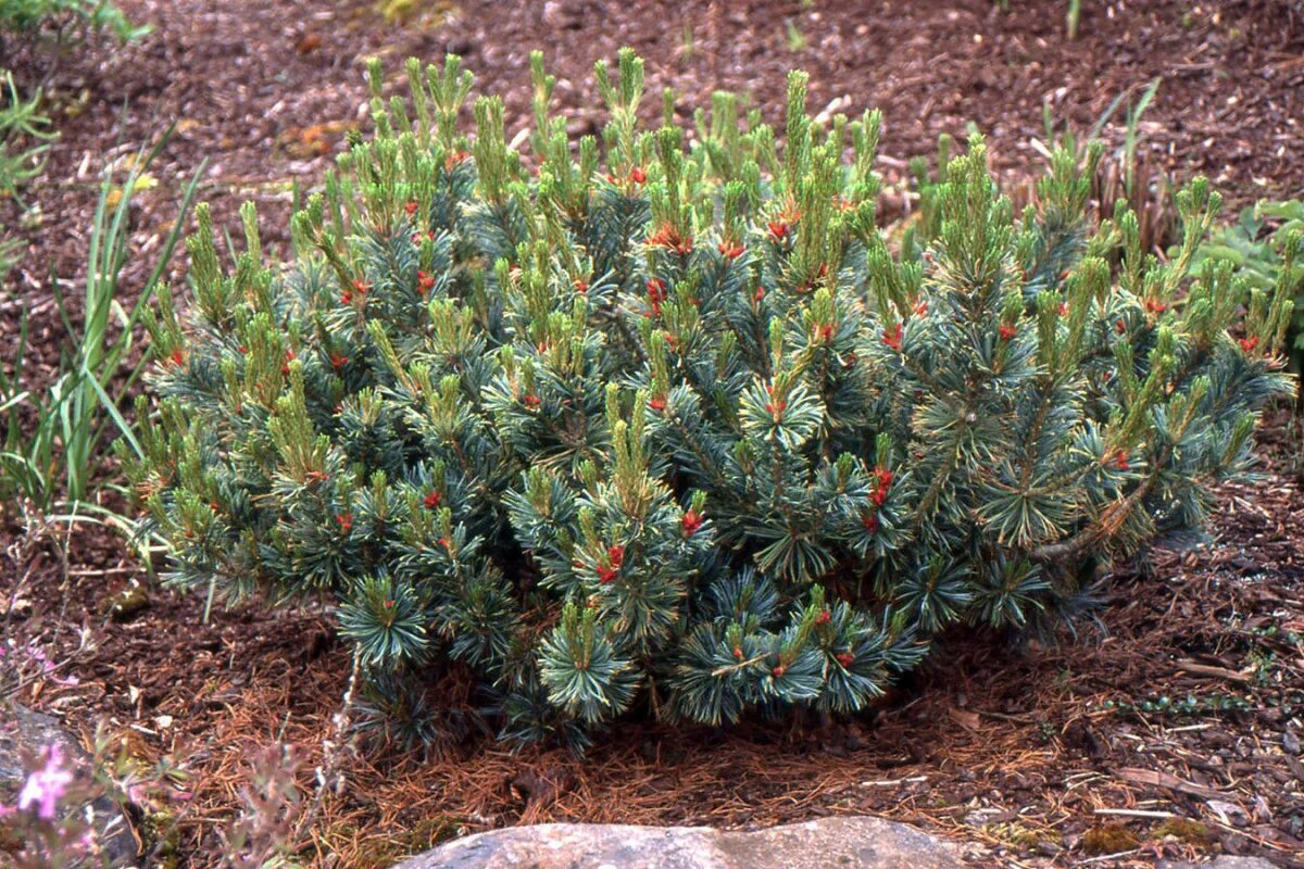 Хвойная 39. Кедровый стланик Дварф Блю. Кедровый стланик (Pinus pumila). Сосна Кедровый стланик Глаука. Сосна Кедровая стланиковая/Pinus pumila.