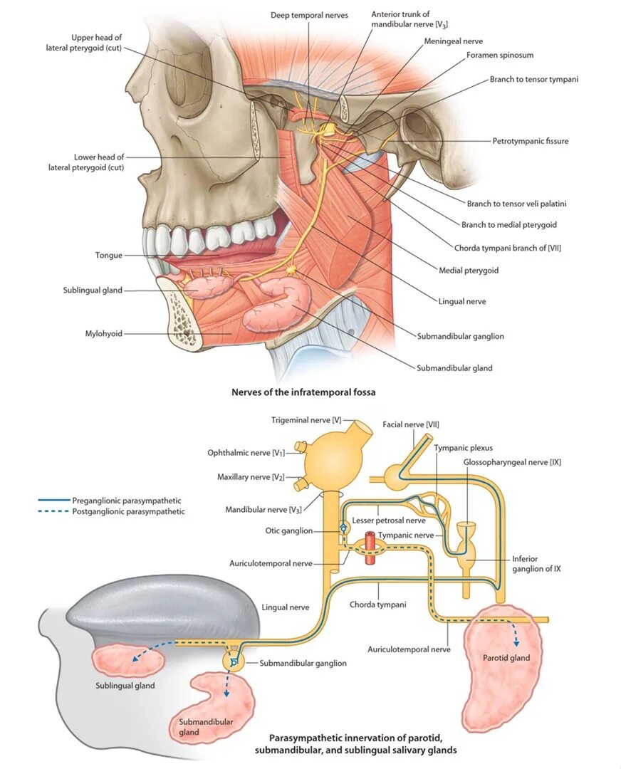 Иннервация слюнных желез анатомия. Симпатическая иннервация подчелюстной слюнной железы. Иннервация околоушной слюнной железы. Схема иннервации слюнных желез. Околоушная железа нерв