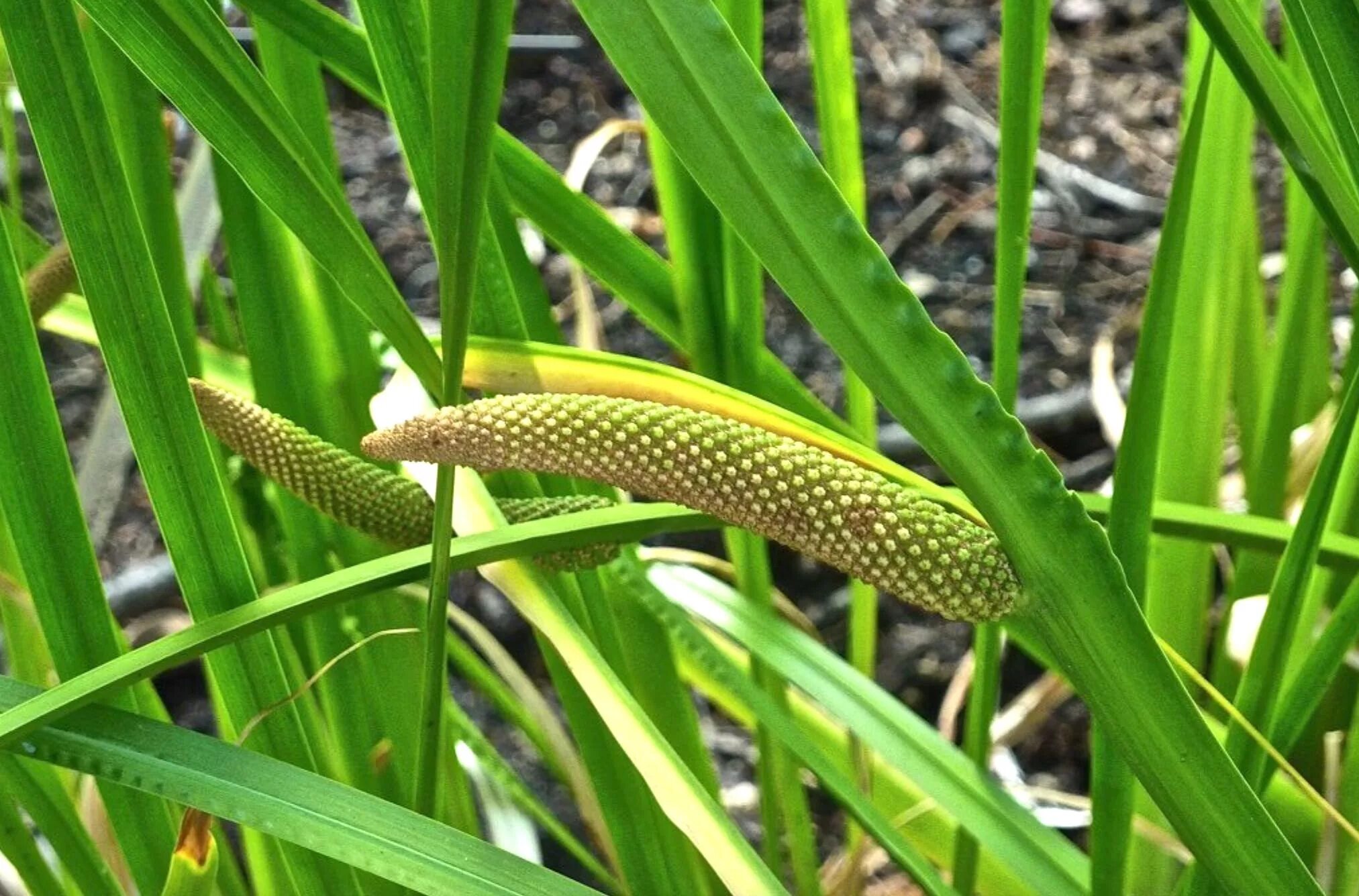 Аир класс. АИР обыкновенный - Acorus Calamus. АИР болотный (Acorus Calamus). АИР обыкновенный (Acorus Calamus l.). АИР обыкновенный корневища.