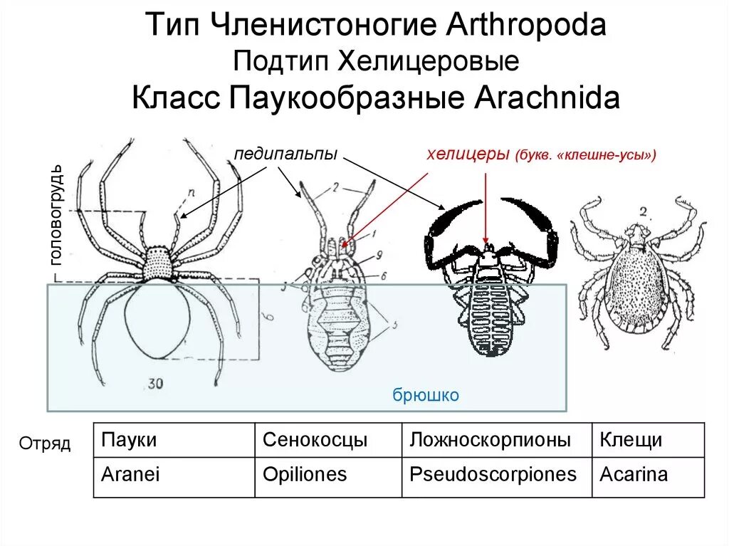 Классификация типа членистоногие. Тип Членистоногие Подтип хелицеровые класс. Развитие членистоногих схема. Тип членистоногих класс паукообразных. Паук крестовик хелицеры.