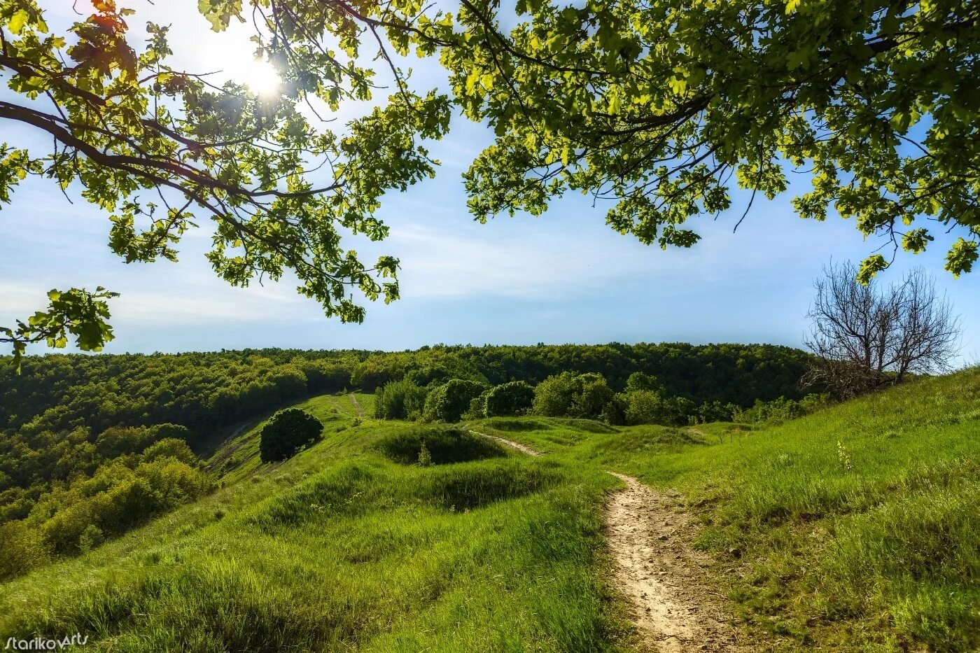 Парк Кумысная Поляна Саратов. Лесопарк Кумысная Поляна. Лес Кумысная Поляна Саратов. О Кумысной Поляне в Саратове.