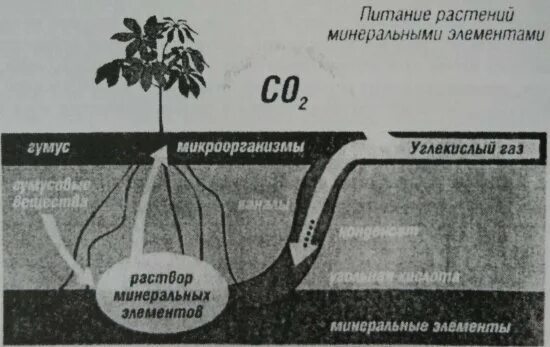 Минеральное и Корневое питание растений. Теория минерального питания растений. Схема питания растений. Элементы минерального питания растений. Влияние минеральной воды на растения