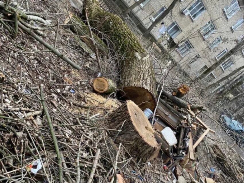 День рождение тополя. Двор дома. Срубленный Тополь. Воронеж в апреле.