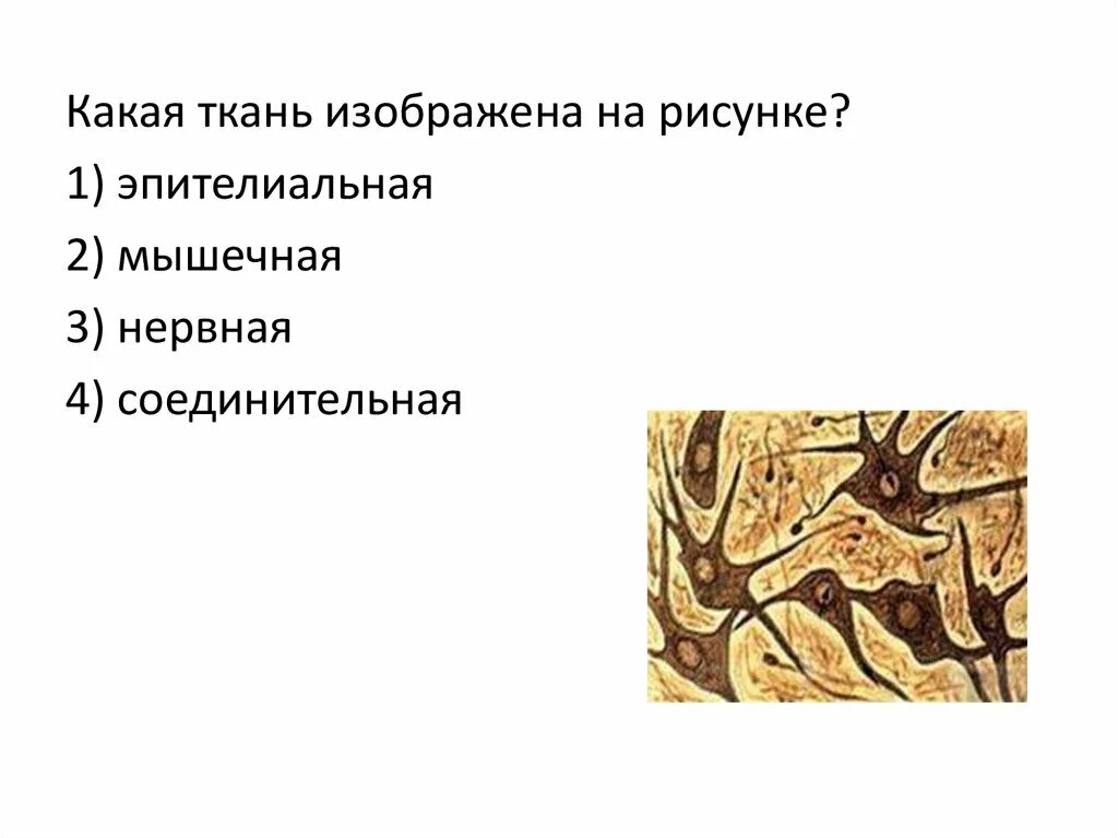 Какому типу ткани относится. Ткань 1)  соединительная 2)  эпителиальная. Какие ткани изображены на картинке. Какая ткань изображена на рисунке. Ткани эпителиальная соединительная мышечная нервная.