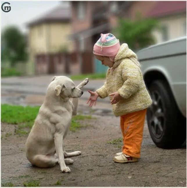 Собака друг человека. Собака настоящий друг. Собака дает лапу ребенку. Собака - лучший друг. Давай про собаку