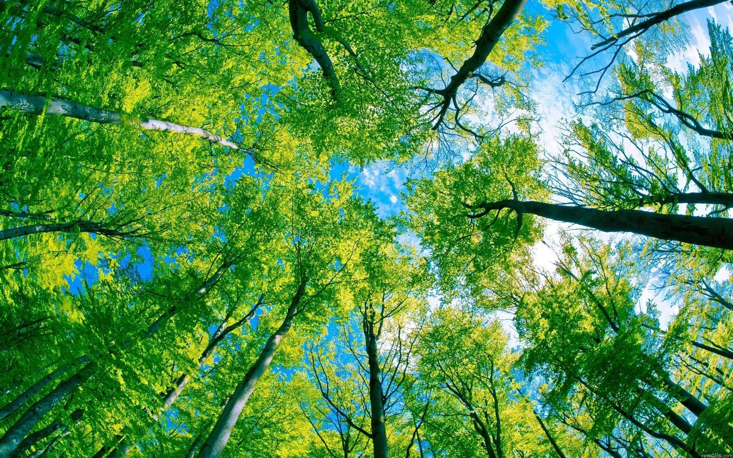 Природа деревья. Лето деревья. Красивый лес. Небо сквозь деревья. Картинки природа деревья