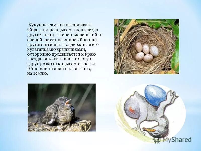 Где высиживают яйца. Яйца птиц. Птицы которые высиживают яйца. Птицы высиживают птенцов. Яйца птиц с названиями.