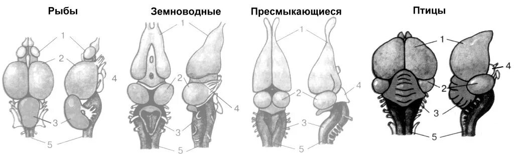 Мозг рыбы птицы