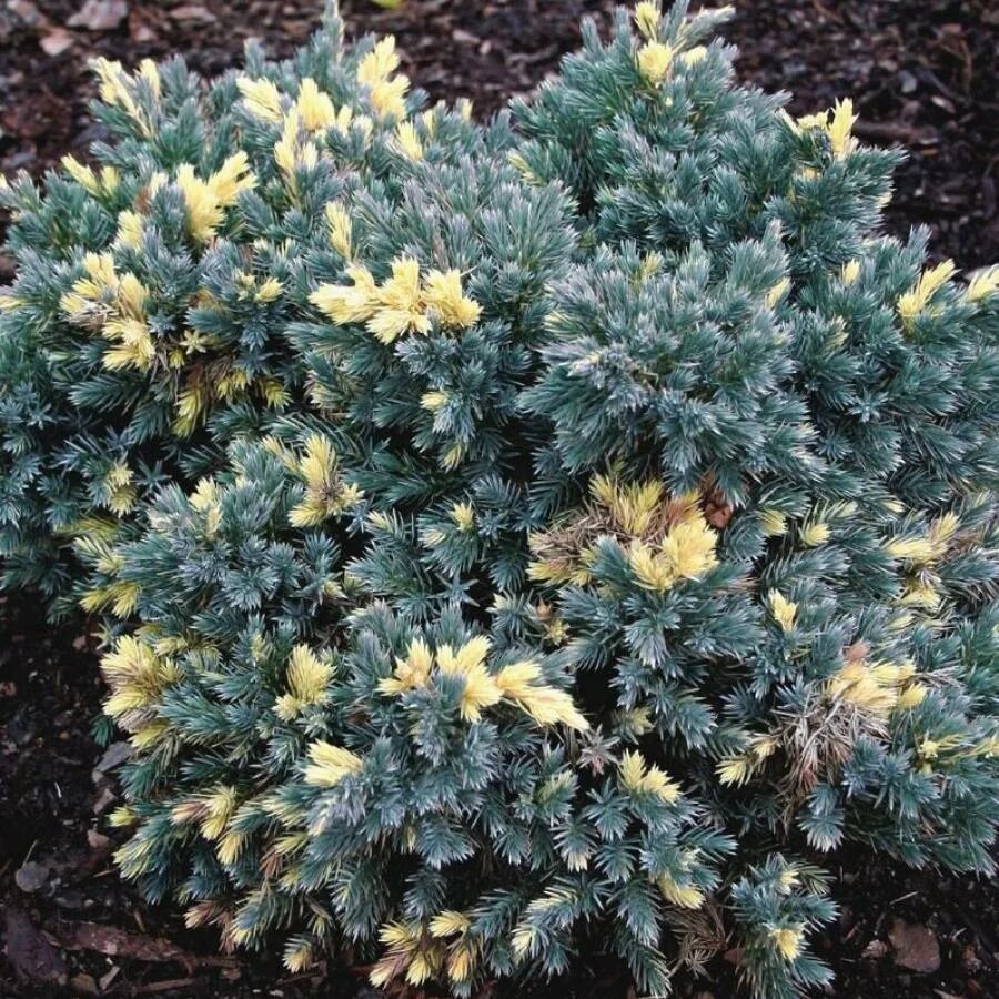 Можжевельник с белыми кончиками. Можжевельник с белыми кончиками. Juniperus chinensis expansa variegata. Можжевельник скальный moonglow. Можжевельник флореант.
