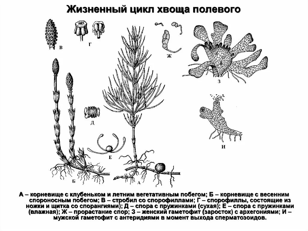 Хвощи размножаются. Стробил хвоща. Вегетативный побег хвоща полевого. Спорангии хвоща полевого. Спорофилл хвоща.