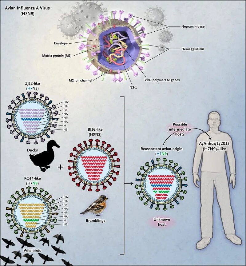 Virus 9. Вирус. N7n9 вирус что за вирус. Influenza a virus subtype h7n9.