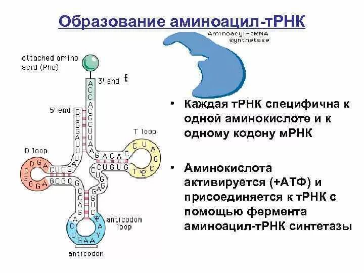 Аминоацил ТРНК строение. Комплект аминоацил-ТРНК. Образование комплекса аминоацил т РНК. Транскрипция т-РНК.