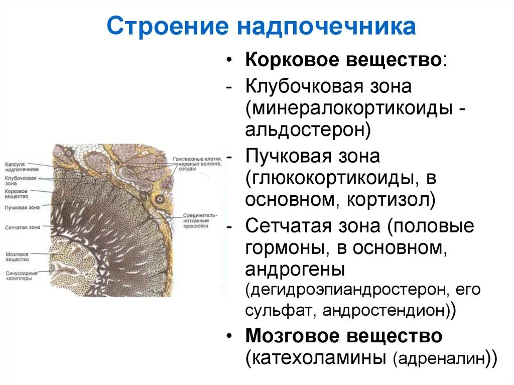 Структура коркового вещества надпочечников. Строение мозгового вещества надпочечников. Гормоны мозгового вещества надпочечников анатомия. Мозговое вещество надпочечников анатомия.