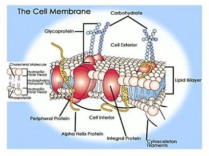 Membrane