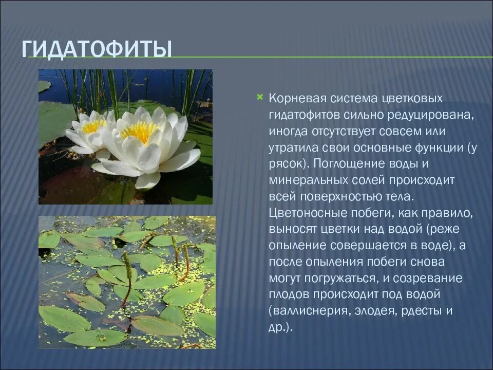 Гидатофиты гидрофиты гигрофиты. Гидрофиты и гидатофиты. элодея гидатофит.