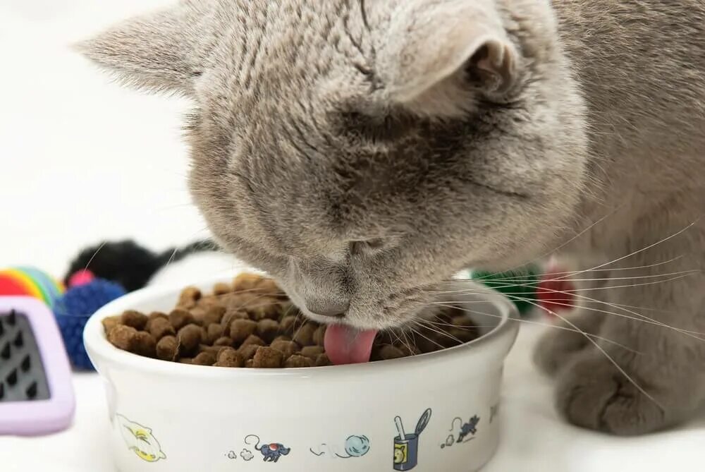 Можно кормить кошку разным кормом. Корм для кошек. Еда британцев. Еда для кошек. Котенок кушает.