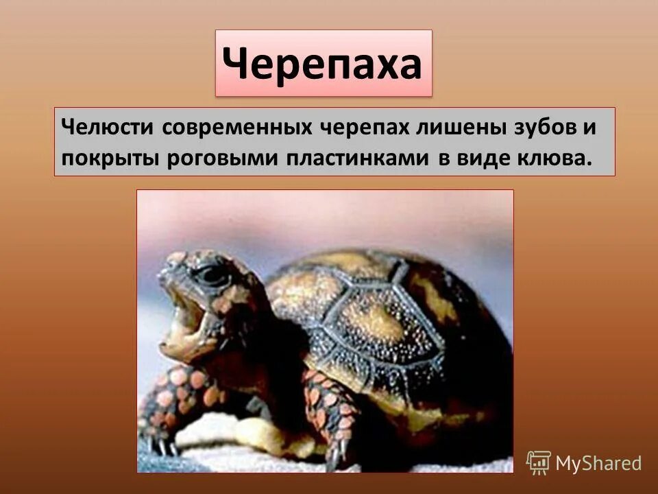 черепашка красноухая зубы. черепахи слайд для презентации. зубы касатки. карапакс черепахи строение. обоняние у пресмыкающихся.