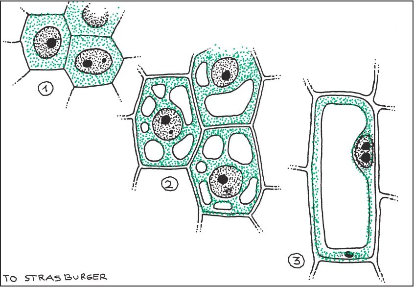 Рост вакуоли клетки. Рост вакуолей в клетке. Старая клетка. Старые и молодые клетки растений. Биология 6 класс клетка растений рост.