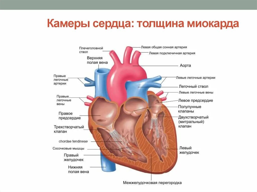 Где предсердие. Строение сердца строение стенки клапаны. Внутреннее строение сердца камеры сердца. Внутреннее строение сердца человека схема камеры. Схема камеры клапаны строение стенки сердца.