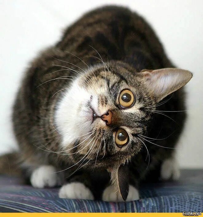 удивленный кот. озадаченный котенок. удивленный взгляд кота. удивленный милый котик. удивленный кот.