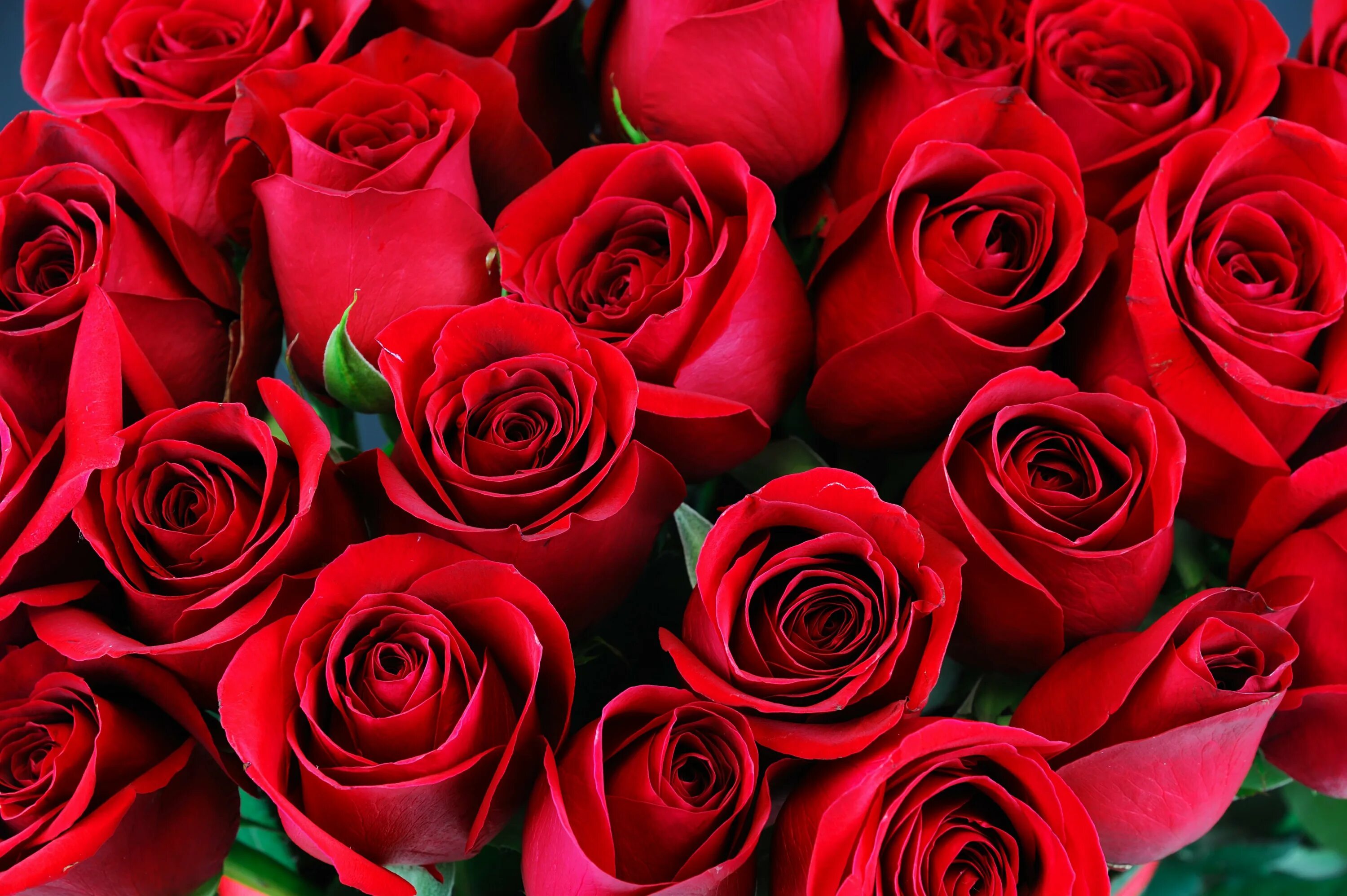 Покажи фотографию роз. Красные розы. Шикарный букет алых роз. Красивый букет красных роз.