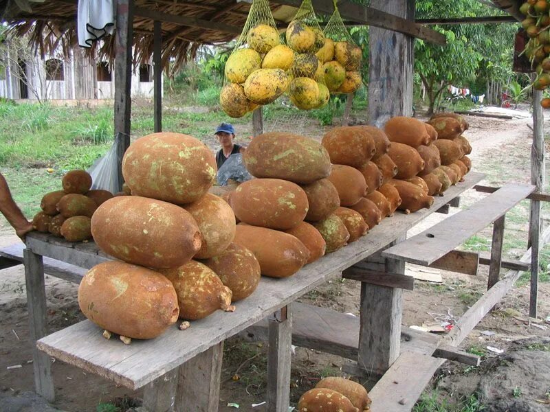 Cupuaçu is the next native fruit to watch, says Frutos da Amazonia Fruit, Cupuac