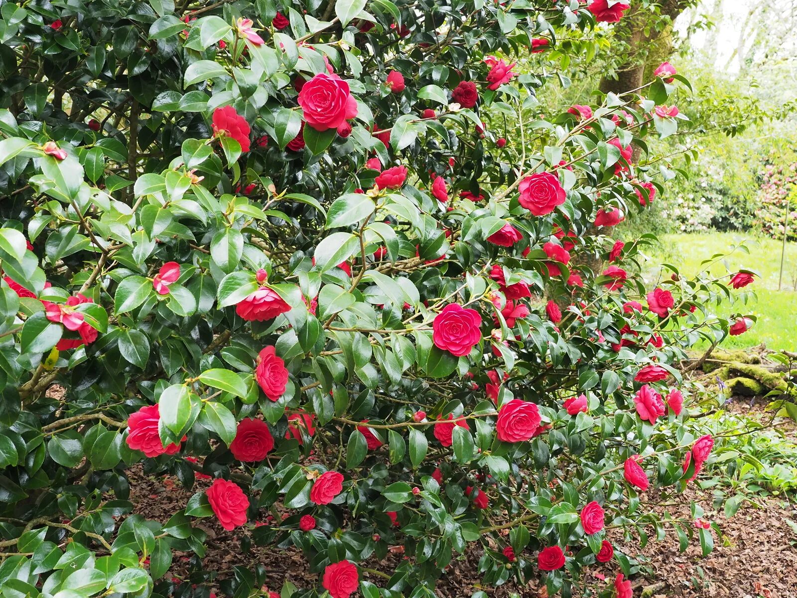 Камелия саженец. Камелия японская вариегатная. Камелия сасанква Camellia sasanqua 冬花、山茶梅. Camellia japonica с10. Камелия кустарник саженец.