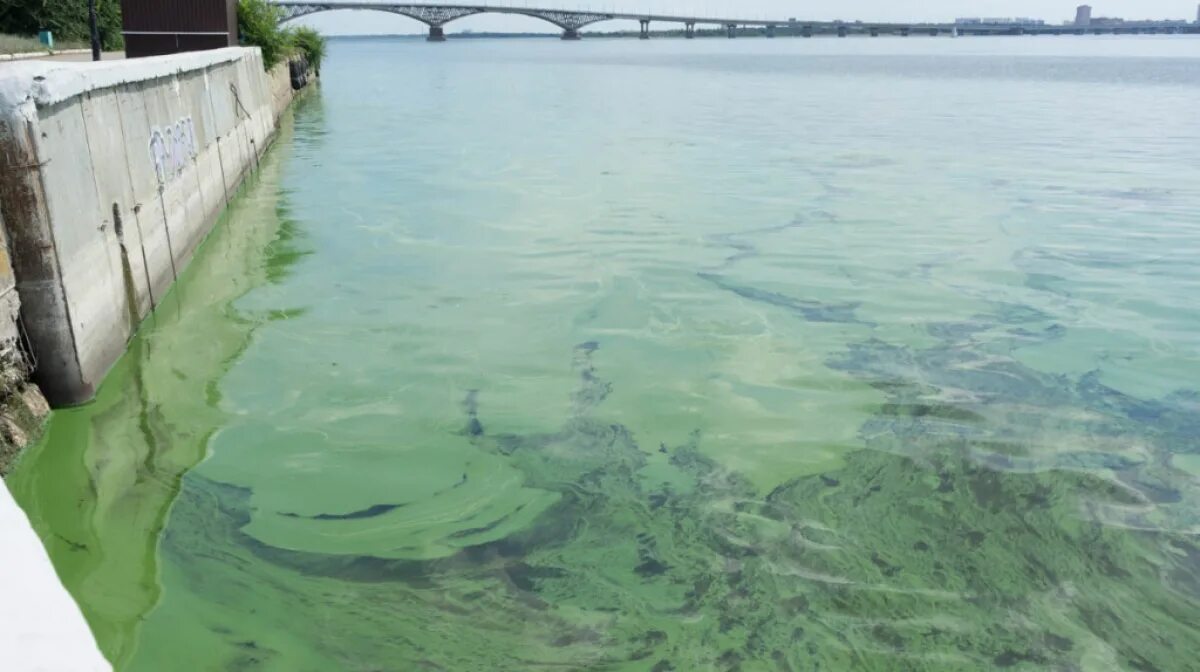 Цветение Волги в Саратове. Волга зацвела Саратов. Водоросли в Волге Саратова. Волга цветет Камышин. Реки выносят свои воды в