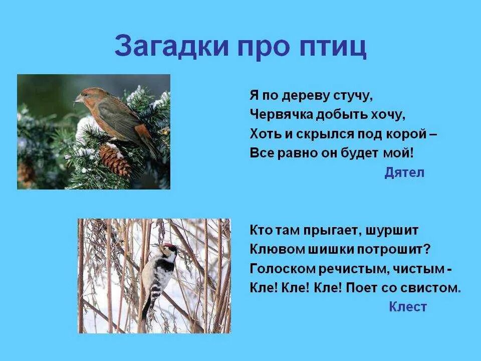 Загадки про птиц. Загадки пропциц с ответами. Загадки про птиц для детей. Загадки про птиц для дошкольников.