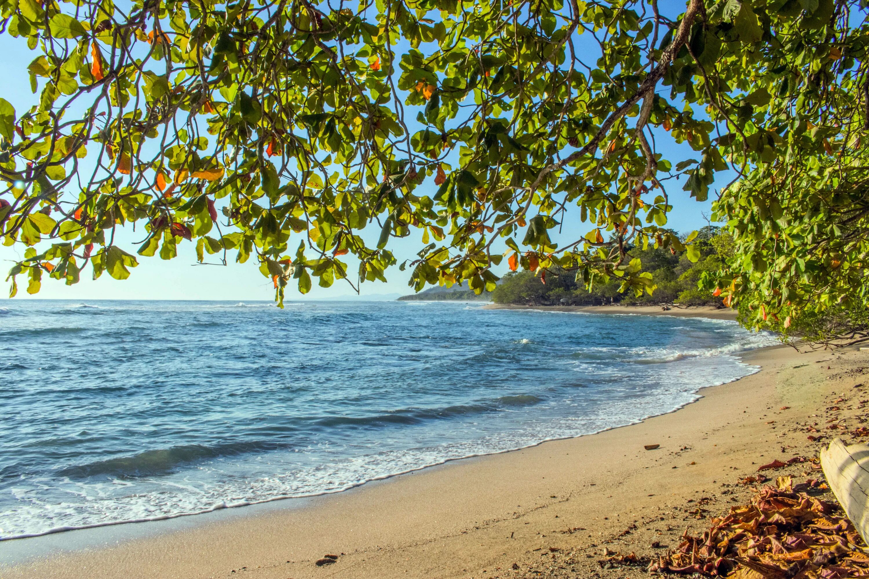 Море деревьев. Море берег деревья. Пляж. Берег с деревьями. Beach scene