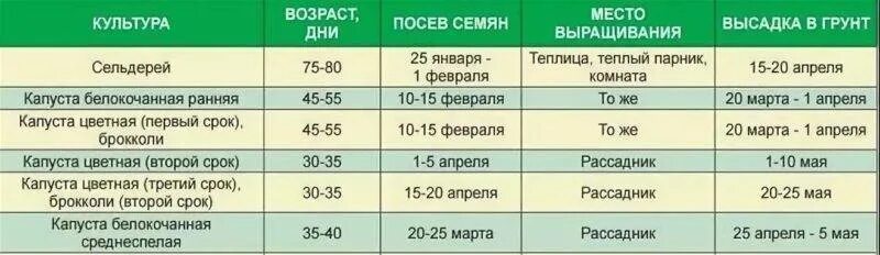 Какие дни для посадки капусты. Сроки высадки рассады капусты в грунт. Сроки высадки в грунт рассады поздней капусты. Посев семян капусты на рассаду. Когда сажать капусту на рассаду позднюю.