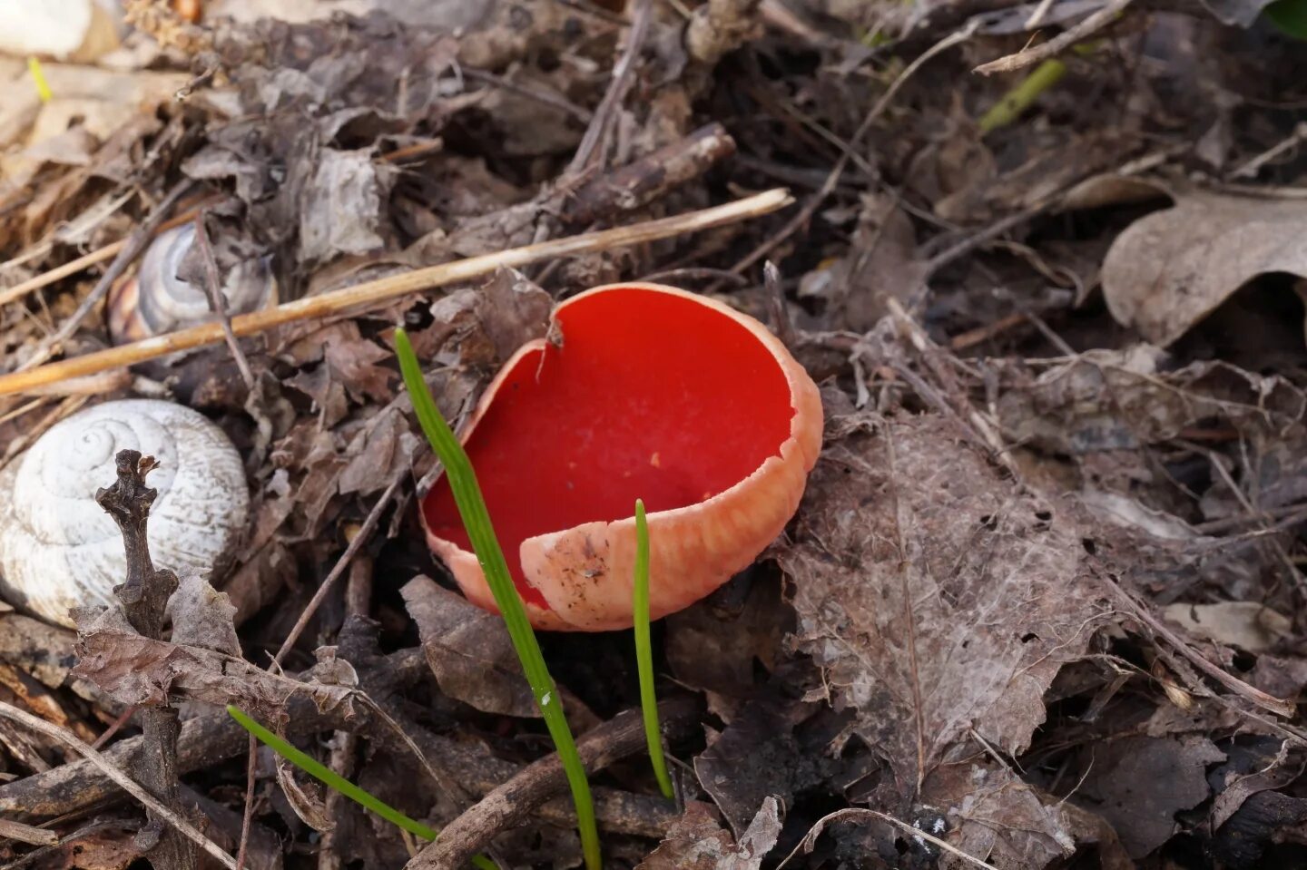 1 весенние грибы