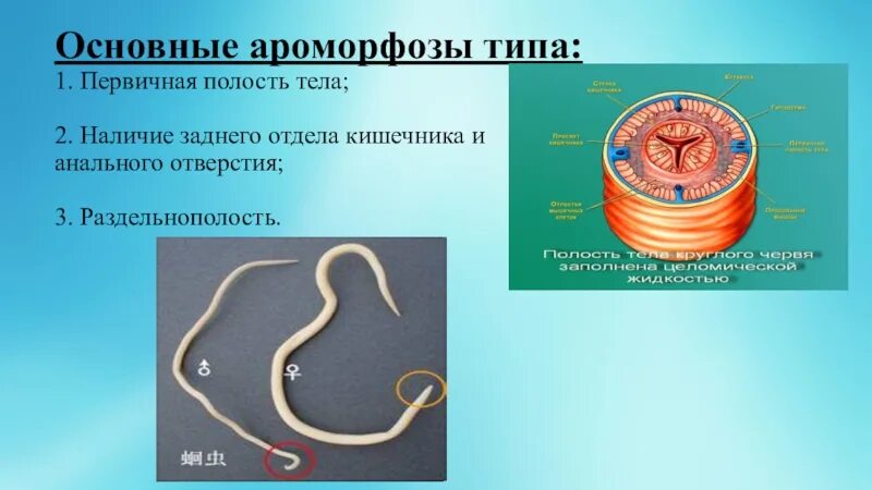 Круглые черви наличие полости тела. Ароморфоз червей плоских круглых кольчатых червей. Круглые черви 3 ароморфоза. Ароморфозы круглых червей. Виды круглых червей.