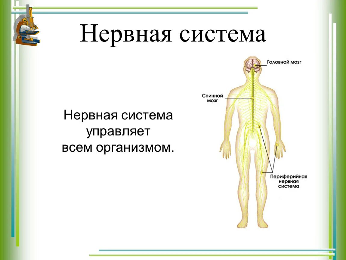Какие органы входят в нервную систему человека. Организм человека 3 класс нервная система. Нервная система органов схема. Нервная система человека состоит 3 класс. Нервная система схема 3 класс.