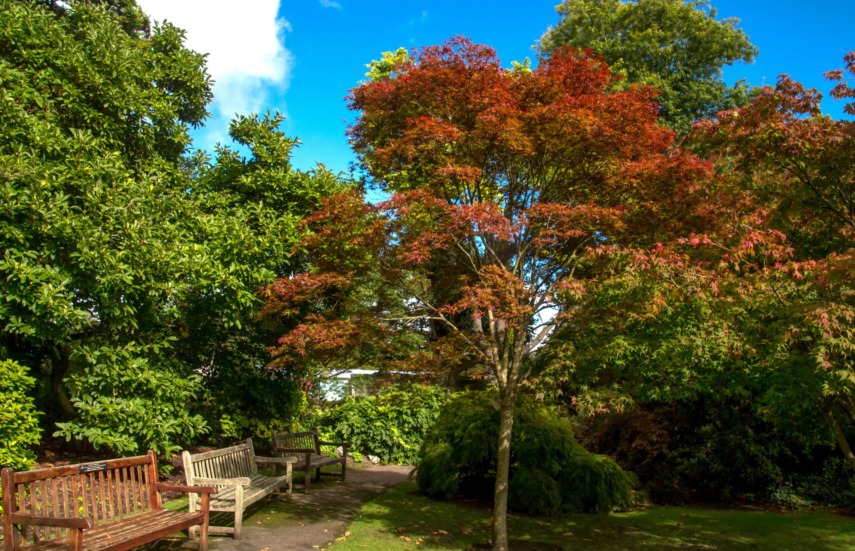 Uk parks. Природа парк. Гамбург парк деревья и кусты. Дерево в парке Англии. Парк в Англии.