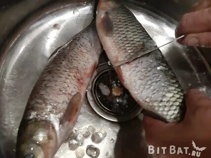 Как вкусно приготовить белого амура в духовке