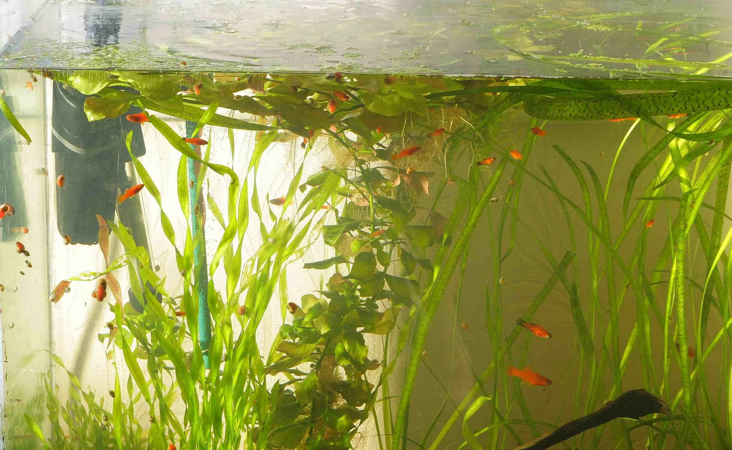 Для мальков в аквариум отсадник. Отсадник нерестовик инкубатор. Отсадник для рыбок гуппи. Гидропоника на аквариуме. Мальки в общем аквариуме.