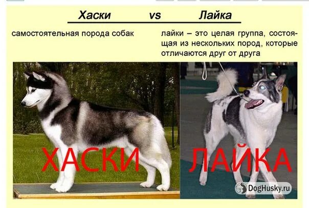 Как сделать слово лайки. Лайка против хаски. лайка собака и хаски различия. лайка собака отличие от хаски. хаски от лайки.