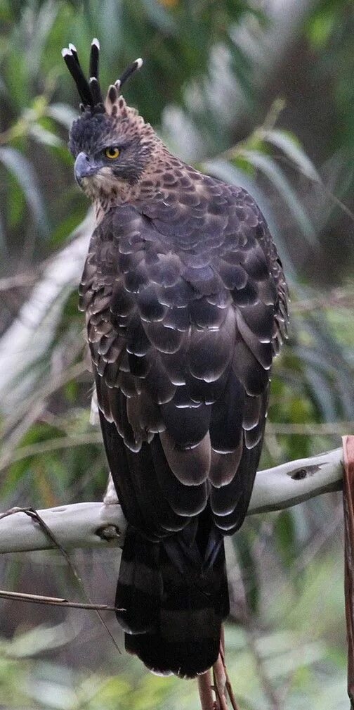 Hawk eagle