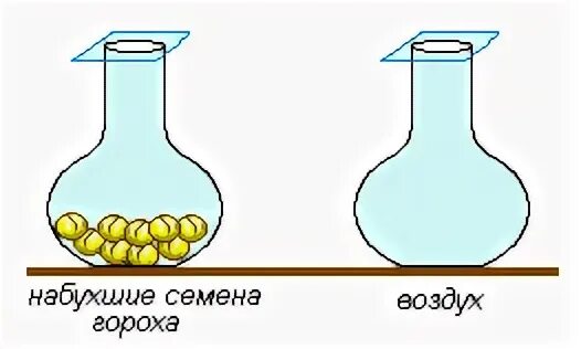 Экспериментатор поместил в колбу семена. Поместить в колбу. Опыт с прорастанием семян лучины. Опыт с горохом и лучиной. Экспериментатор измельчил семена гороха добавил воды