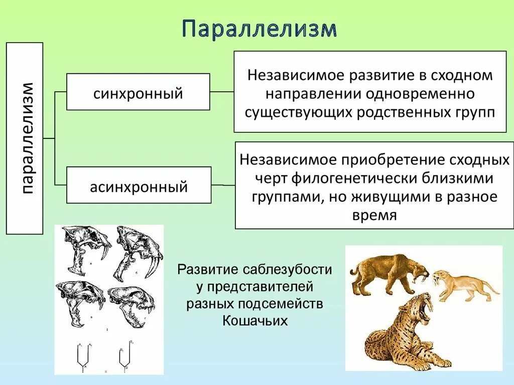 Формы эволюционных изменений. Типы эволюционных изменений 9 класс биология. Параллелизм. Параллелизм в эволюции. Параллелизм примеры биология.